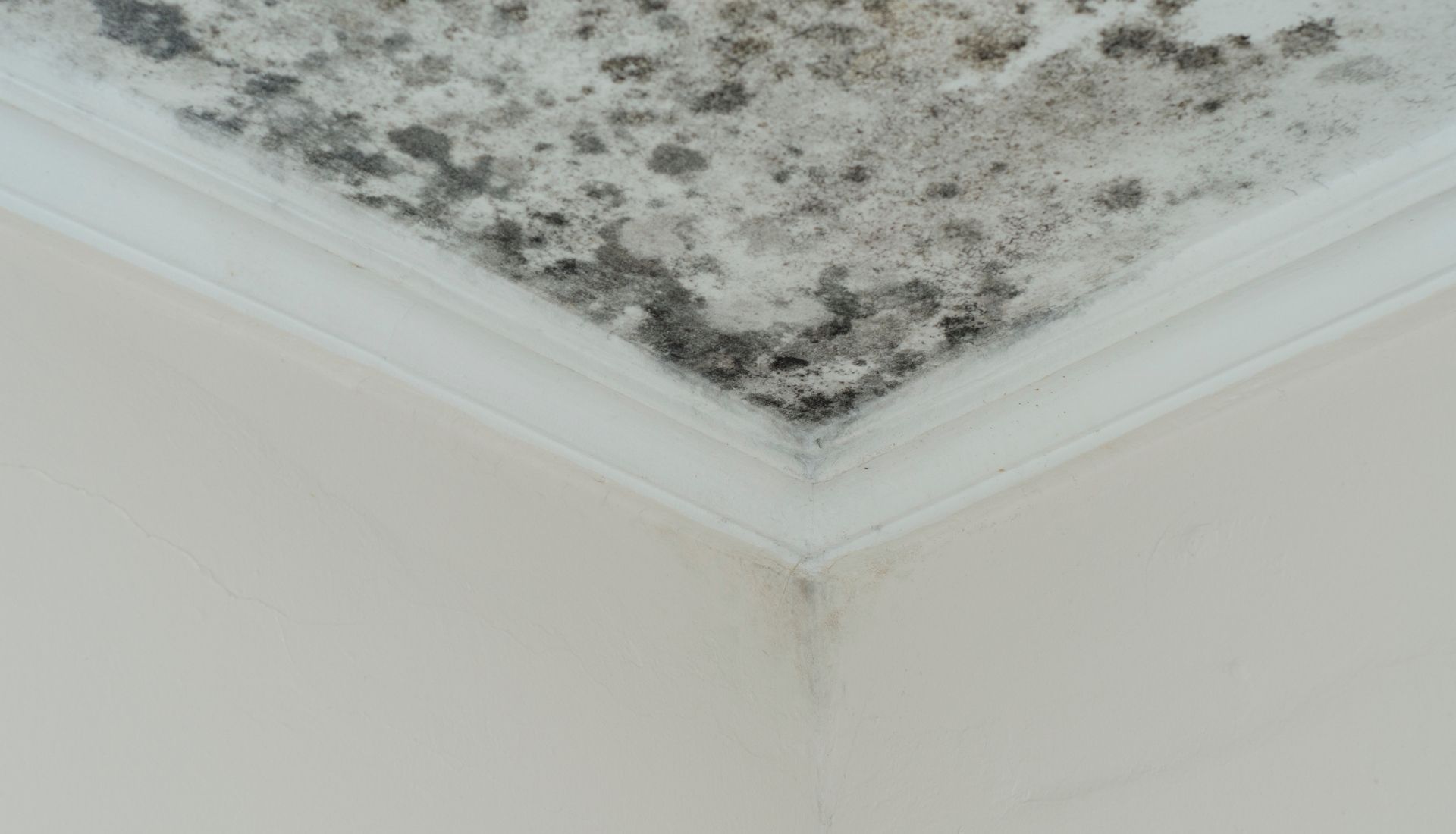 Mold Damage Restoration In San Jose